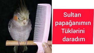 sultan papağanı| cockatiel | papuqayım Viyunun saçını daradım | karella Viyu 🥰🐦🧿