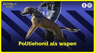 Politiehonden in opleiding mishandeld I Zembla