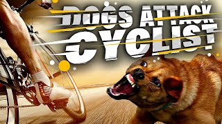 Нападение собак на велосипедиста! Dogs chasing cyclist!