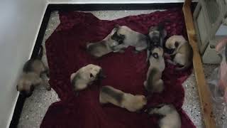 3 weeks puppies bullying each other