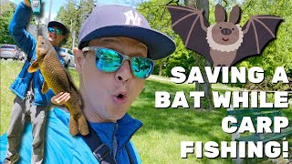 I saved a bat while fishing - caught a lot of different species at the Bronx River carps bullhead