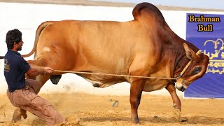 HUGE BRAHMAN BULL AGE 19 MONTHS || BIGGEST BULLS IN PAKISTAN || FUTURE BRAHMAN BULL