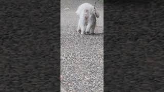 maltipoo got away