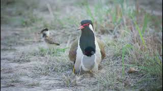 Red-wattled Lapwing protecting chicks under wings | Dudhwa Tiger Reserve | Amazing Sighting