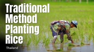 Traditional Method of Rice Planting Thailand, วิธีการปลูกข้าวแบบไทยๆ