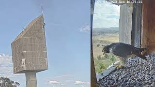 Magpie Lark Cam Project