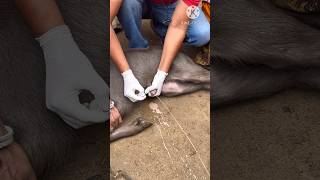 Naval ILL Treatment in calf || Dr Suresh Jangir #veterinary #veterinarymedicine