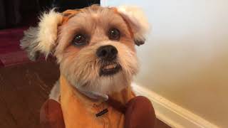 Teddy tries on Halloween costumes 2018