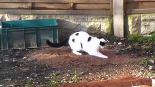 Cats Playing