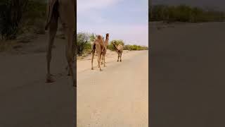 camel in tharparkar #viral #shorts #shortvideo #camel #camelculture