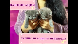 ВАКЦИНАЦИЯ КОТЯТ. ПРИВИВКА ШОТЛАНДСКИХ И БРИТАНСКИХ КОТЯТ.