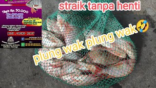 lomba ikan nila tabur 100kg  bom an cuma pelet+essen tanpa kroto .