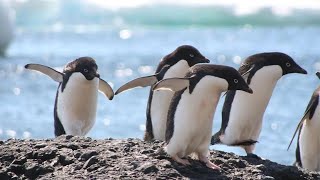 Great pictures of Adelie Penguin