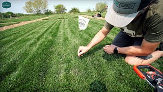 Spring Flush LAWN UPDATES + Grub Prevention + Height Of Cut Testing