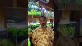 Planted Aquarium Free Consultation