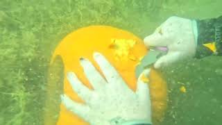 Underwater Pumpkin Carving 2024