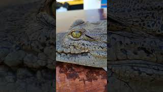 catching big American crocodiles #crocodile #animal #alligator