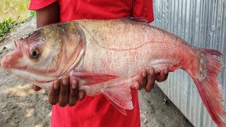 Most Satisfying Big Cast Net Fishing| Traditional Fish catching | Net fishing in village pond | HD.