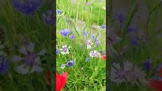 Seed balls planted by our community, underneath their bee hotel!