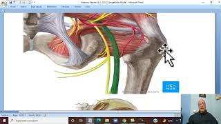 Musculo-skeletal Module ,Anatomy of Lower Limb in Arabic 23 ( Sciatic nerve ) Wahdan