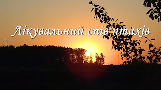 Лікувальний спів птахів // Healing singing of birds