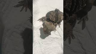 Bearded Dragon Eating Dubai  Roach | #Lucky #🍀