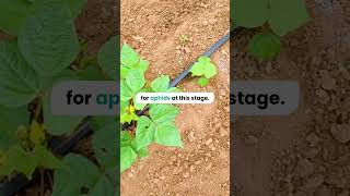 Tips to control Aphids in farm @PlantixFarmer