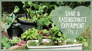 Sand und Rasenschnitt Experiment Teil 2 👨‍🌾🌱 Gemüse düngen nur mit Mulch  💚 Fazit und Erklärung