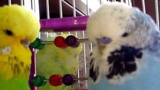 Budgerigars - a parrots -  наши пташки