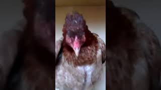 chicken #shorts #short #shortvideo