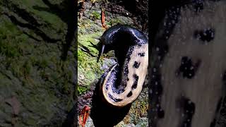 Eerie Alien Music with Huge Keelback Slug 👽🐌 #keelbackslug #alien #mollusks