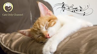 Relaxing Music for Cats - Deep Sleep Music, Peaceful Piano Music, Stress Relief