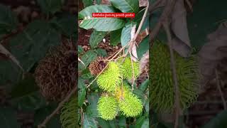 Rambutan from my parents garden