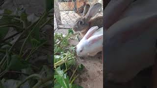 My friend, stand and watch me eat first.😋😋😋💕💕💕💕🐰🐰 #rabbit #bunny #animals #pets #rabbitworld #cuter