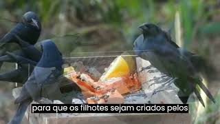 🐦🖤 PÁSSARO PRETO OU GRAÚNA: CURIOSIDADES QUE VOCÊ PRECISA SABER!