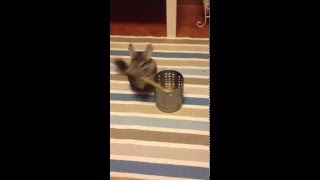 Sneaky Chinchilla