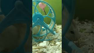 Roborovski hamster exercise... #shortvideo (2)