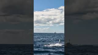 Sailfish flying #gopro11 #miamifishing #offshore #sailfish