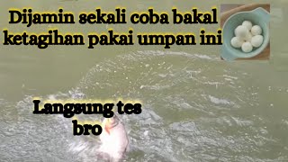 Bikin Bar bar,,Sekali Coba pasti ketagihan,umpan bawal harian dan Galatama ikan bawal