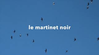 martinet noir