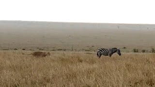 Zebra caught day dreaming by lioness