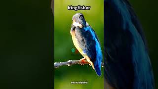 Alphabet Animal Start with the Letter K [English] Part 1 : Kangaroo, Koala, Kingfisher, Kookaburra