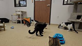 Shelter Cats Perform Rude Acrobatics While Battling Red Dot of Doom! [REAL]