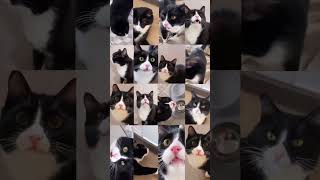 Про Черненьких кошечек #котики #чернаякошка #cat #котвидео #кошкивидео #котэ #котоистории