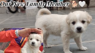 Our New Family Member 🐕🤍 | DAILY VLOGS | Harsh Antil Vlogs #dailyvlog #vlog