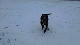 Daisy On the Hunt for White Rabbits in the Snow