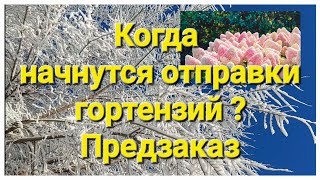 Отправляю ли сейчас гортензии?