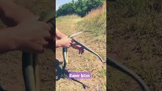 #shorts #snakebite Eastern Racer bites Handler in Oklahoma