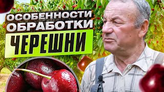 ЧЕРЕШНЯ. ОСОБЕННОСТИ обработки, подкормки и ухода за садом черешни  затяжной весной.