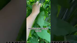 LET'S HARVEST WINGED BEANS #wingedbean #vegetables #garden #gardening #gardenharvest #shortsfeed